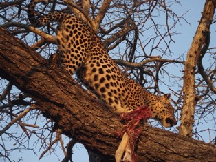 Leopard with catch Kruger